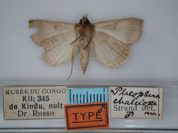 /filer/webapps/moths/media/images/C/chalciope_Plecoptera_HT_RMCA_02.jpg