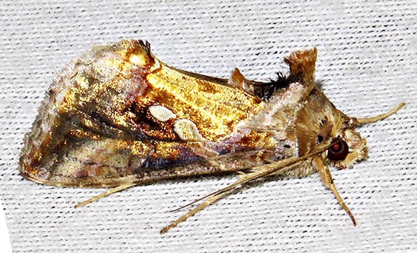 /filer/webapps/moths/media/images/C/chalcites_Chrysodeixis_A_Braun_12.jpg