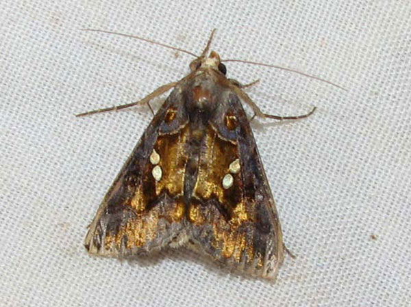 /filer/webapps/moths/media/images/C/chalcites_Chrysodeixis_A_Goff_01.jpg