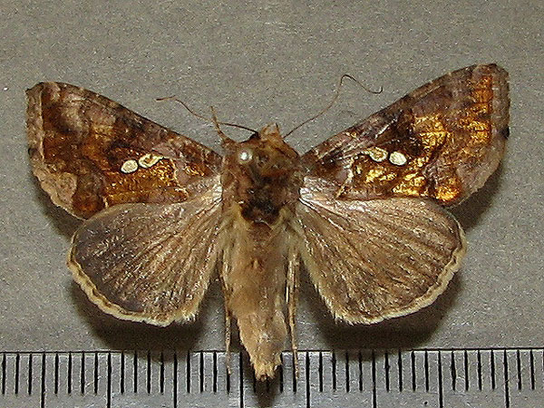 /filer/webapps/moths/media/images/C/chalcites_Chrysodeixis_A_Goff_02.jpg
