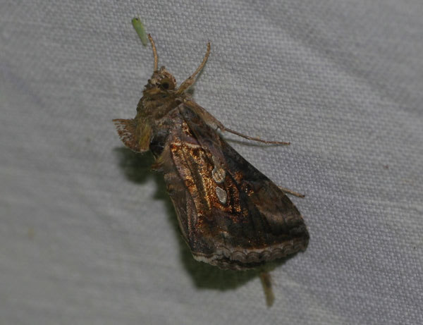 /filer/webapps/moths/media/images/C/chalcites_Chrysodeixis_A_Jorpeland.jpg