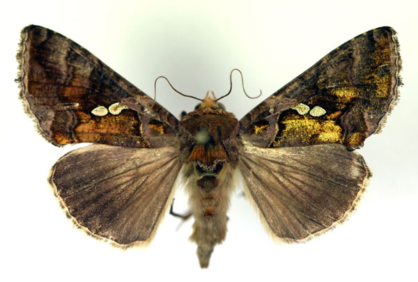 /filer/webapps/moths/media/images/C/chalcites_Chrysodeixis_A_RMCA.jpg