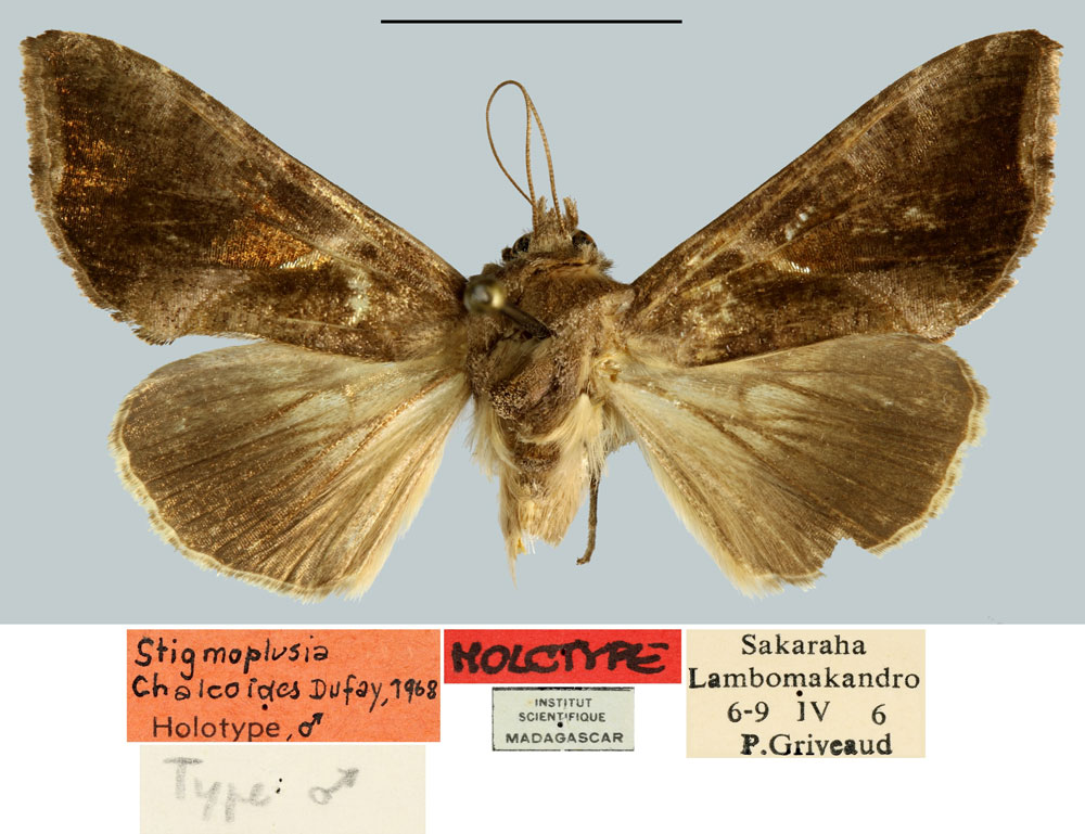 /filer/webapps/moths/media/images/C/chalcoides_Plusia_HT_MNHN.jpg