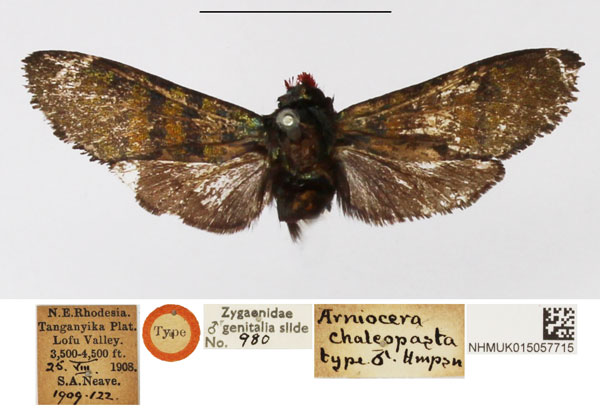 /filer/webapps/moths/media/images/C/chalcopasta_Arniocera_HT_NHMUK.jpg