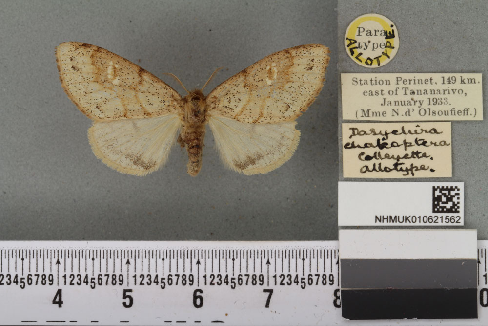 /filer/webapps/moths/media/images/C/chalcoptera_Dasychira_AT_BMNHa.jpg