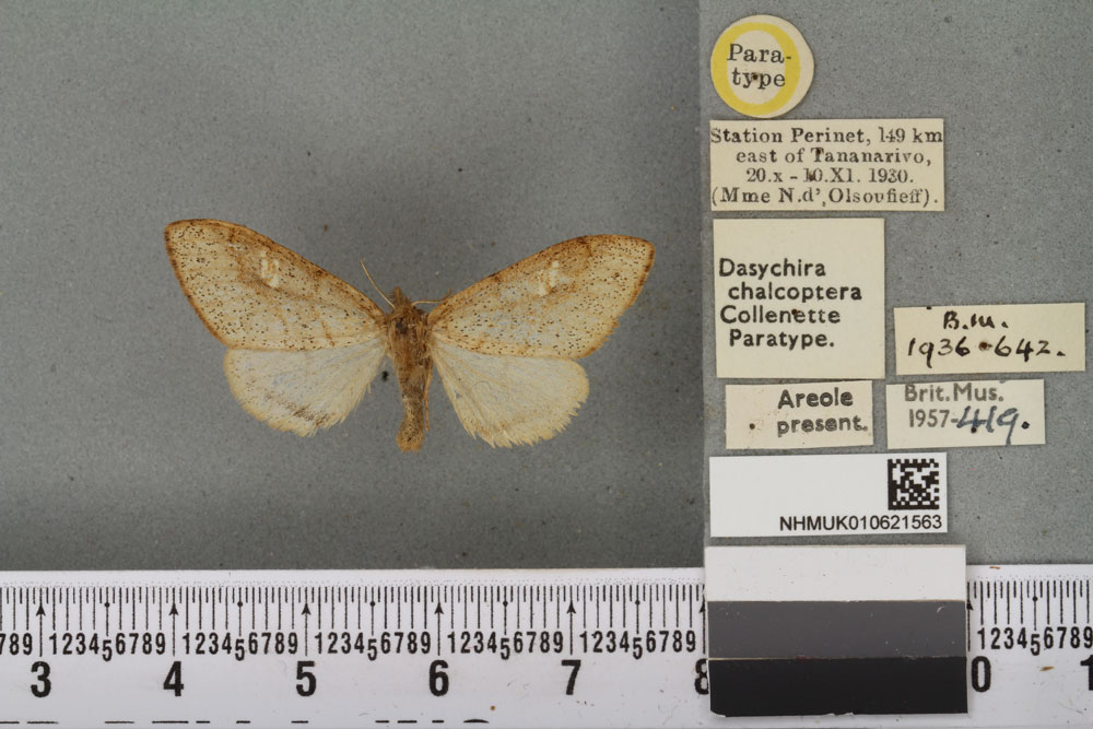 /filer/webapps/moths/media/images/C/chalcoptera_Dasychira_PTF_BMNHa.jpg