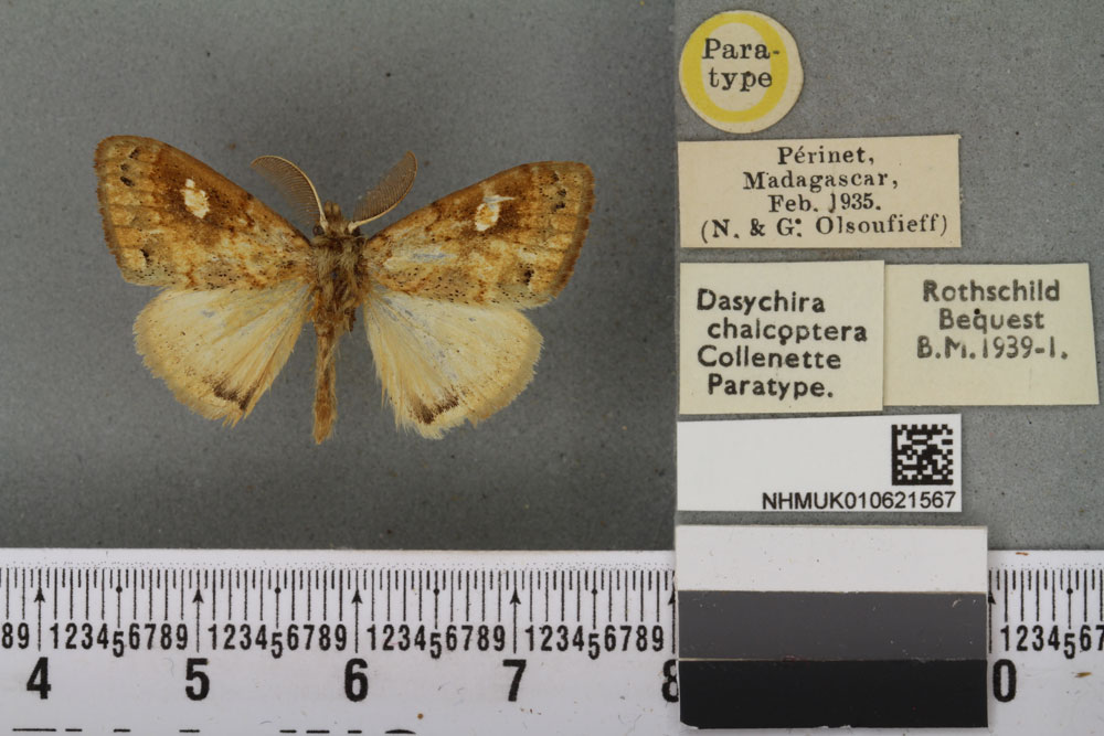 /filer/webapps/moths/media/images/C/chalcoptera_Dasychira_PTM_BMNHa.jpg