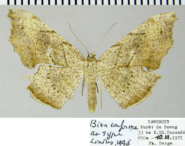 /filer/webapps/moths/media/images/C/chalepa_Xenimpia_AF_ZSM.jpg