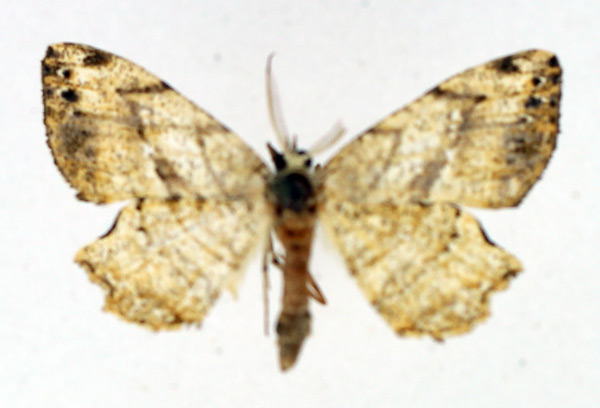 /filer/webapps/moths/media/images/C/chalepa_Xenimpia_AM_TMSA.jpg