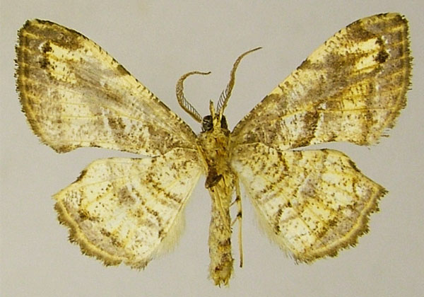 /filer/webapps/moths/media/images/C/chalepa_Xenimpia_AM_ZSMb.jpg