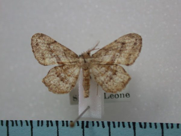 /filer/webapps/moths/media/images/C/chalepa_Xenimpia_A_Revell.jpg