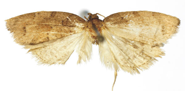 /filer/webapps/moths/media/images/C/chalicodes_Epichoristodes_AM_RMCA.jpg