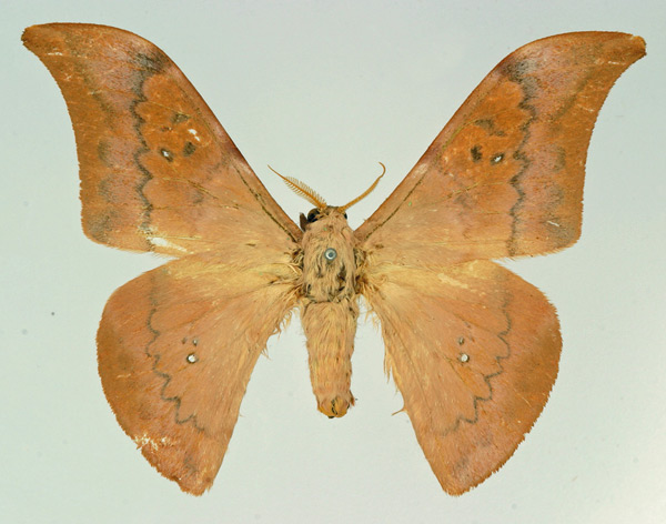/filer/webapps/moths/media/images/C/chalix_Orthogonioptilum_AM_Basquin.jpg