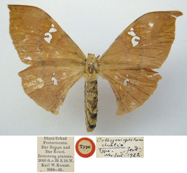 /filer/webapps/moths/media/images/C/chalix_Orthogonioptilum_HT_NHMUKa.jpg