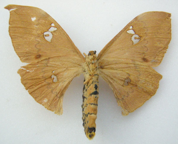 /filer/webapps/moths/media/images/C/chalix_Orthogonioptilum_HT_NHMUKb.jpg