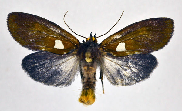 /filer/webapps/moths/media/images/C/chalybeata_Carpostalagma_A_NHMO_01.jpg