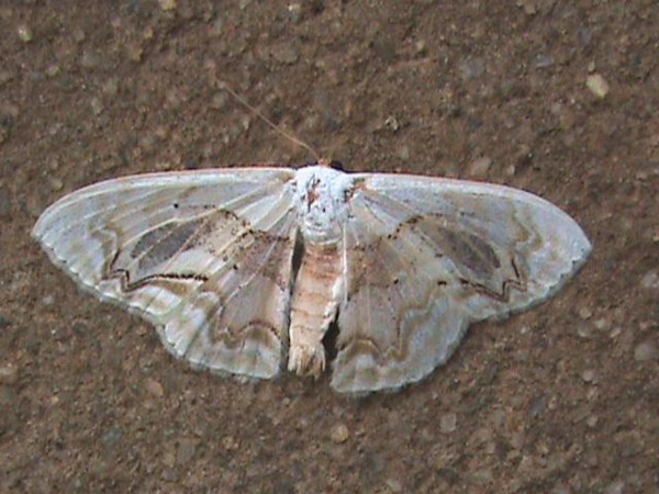 /filer/webapps/moths/media/images/C/chalyboeata_Somatina_A_Guyonnet.jpg