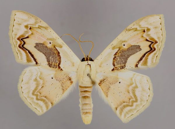 /filer/webapps/moths/media/images/C/chalyboeata_Somatina_A_ZSM_01.jpg