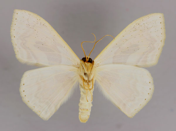 /filer/webapps/moths/media/images/C/chalyboeata_Somatina_A_ZSM_02.jpg