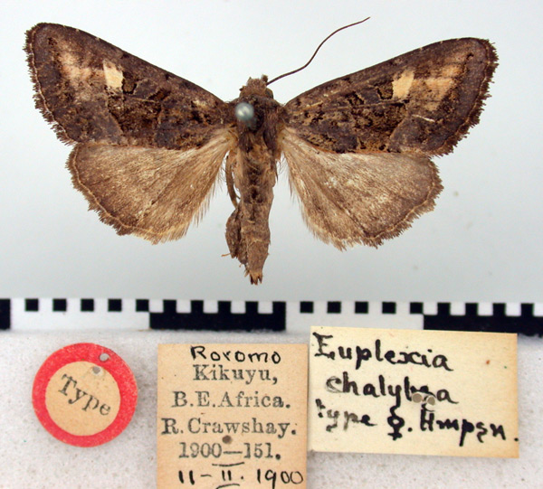 /filer/webapps/moths/media/images/C/chalybsa_Euplexia_HT_BMNH.jpg