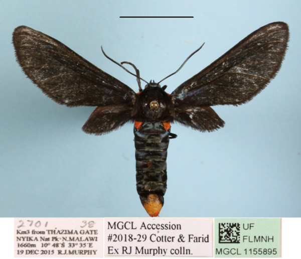 /filer/webapps/moths/media/images/C/chalybsa_Pseudmelisa_A_MGCLa_01.JPG