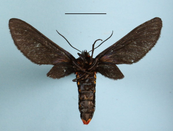 /filer/webapps/moths/media/images/C/chalybsa_Pseudmelisa_A_MGCLb_01.JPG