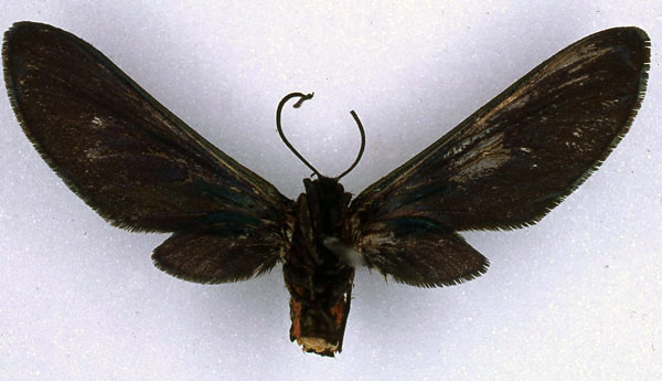 /filer/webapps/moths/media/images/C/chalybsa_Pseudmelissa_HT_BMNH_02.jpg