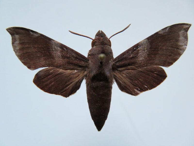 /filer/webapps/moths/media/images/C/chanudeti_Temnora_PTF_Basquina.jpg
