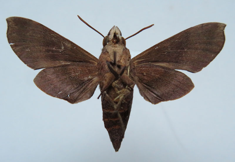 /filer/webapps/moths/media/images/C/chanudeti_Temnora_PTF_Basquinb.jpg