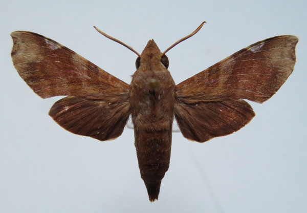 /filer/webapps/moths/media/images/C/chanudeti_Temnora_PTM_Basquina.jpg