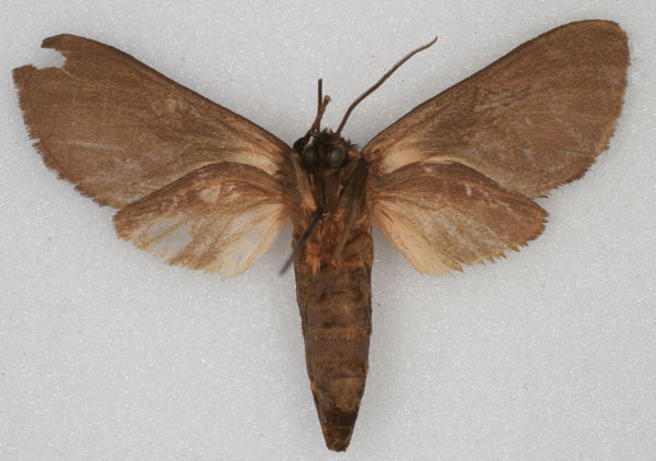 /filer/webapps/moths/media/images/C/chapini_Metarctia_HT_AMNH_02.jpg