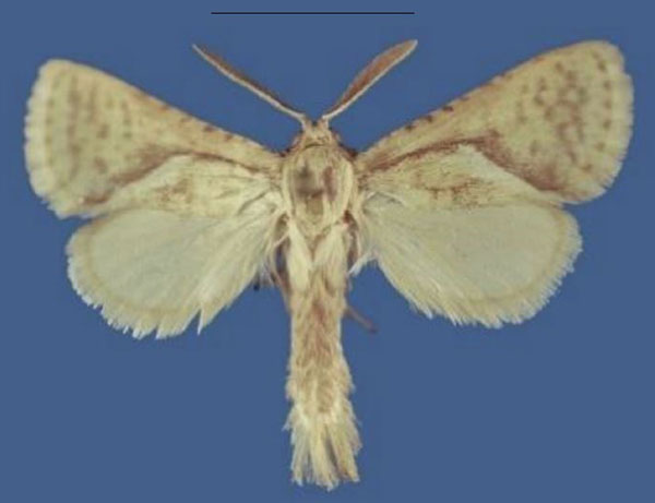 /filer/webapps/moths/media/images/C/chapmani_Lukeniana_HT_MfN.jpg