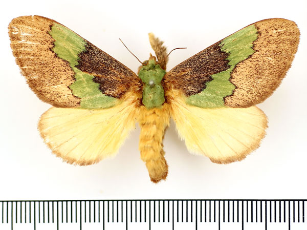 /filer/webapps/moths/media/images/C/chapmani_Parasa_AF_BMNH.jpg