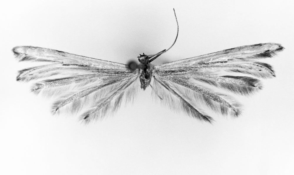 /filer/webapps/moths/media/images/C/chappuisi_Crassuncus_HT_MNHN.jpg