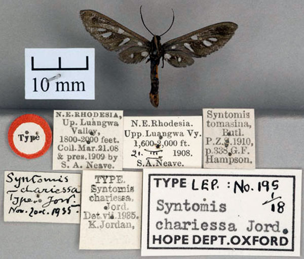 /filer/webapps/moths/media/images/C/chariessa_Syntomis_HT_OUMNH_02.jpg