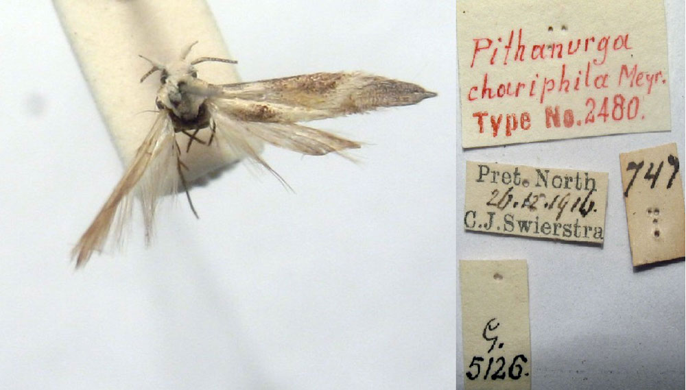 /filer/webapps/moths/media/images/C/chariphila_Pithanurga_HT_TMSA.jpg