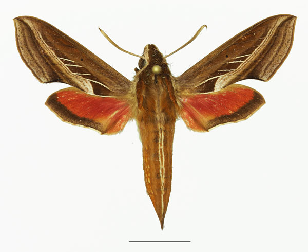 /filer/webapps/moths/media/images/C/charis_Basiothia_AF_Basquina.jpg