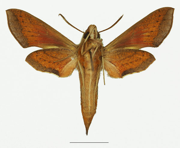 /filer/webapps/moths/media/images/C/charis_Basiothia_AF_Basquinb.jpg