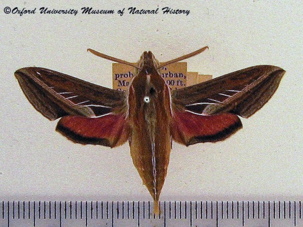 /filer/webapps/moths/media/images/C/charis_Basiothia_AF_OUMNH.jpg