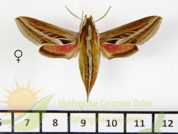 /filer/webapps/moths/media/images/C/charis_Basiothia_AF_SMCR_02.jpg