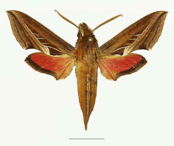 /filer/webapps/moths/media/images/C/charis_Basiothia_AM_Basquina.jpg