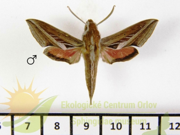 /filer/webapps/moths/media/images/C/charis_Basiothia_AM_SMCR_01.jpg
