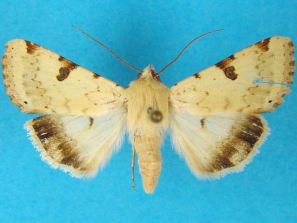 /filer/webapps/moths/media/images/C/charmione_Heliothis_A_Legrain.jpg