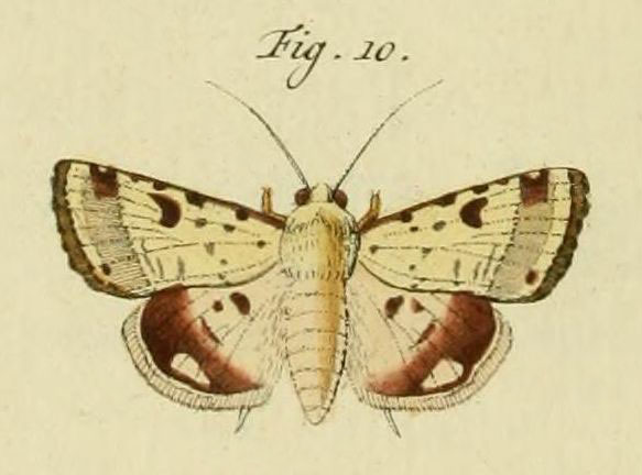 /filer/webapps/moths/media/images/C/charmione_Heliothis_Stoll_36_10.jpg