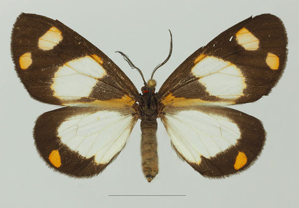 /filer/webapps/moths/media/images/C/charmione_Terina_AF_Basquina.jpg