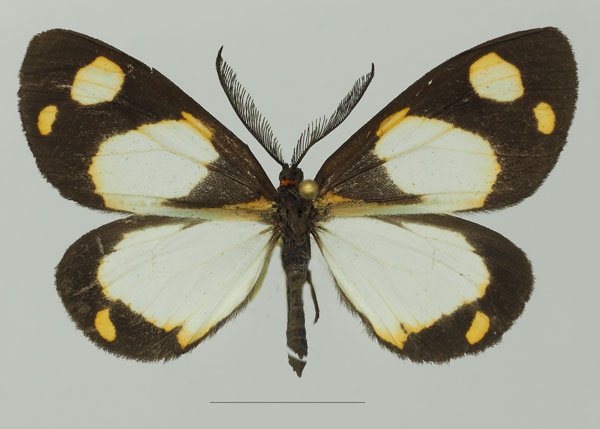 /filer/webapps/moths/media/images/C/charmione_Terina_AM_Basquina.jpg