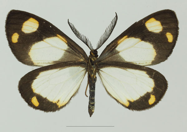 /filer/webapps/moths/media/images/C/charmione_Terina_AM_Basquinb.jpg