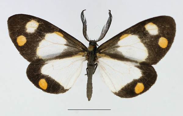 /filer/webapps/moths/media/images/C/charmione_Terina_AM_TMSA_02.jpg