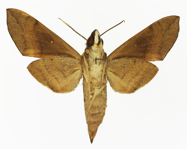 /filer/webapps/moths/media/images/C/charoba_Nephele_AF_Basquin_01b.jpg