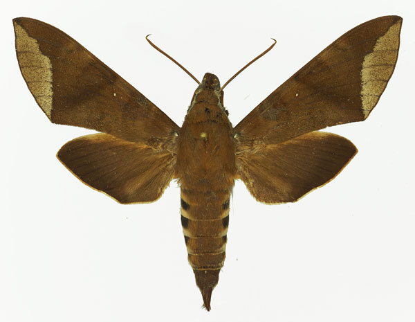 /filer/webapps/moths/media/images/C/charoba_Nephele_AF_Basquin_02.jpg